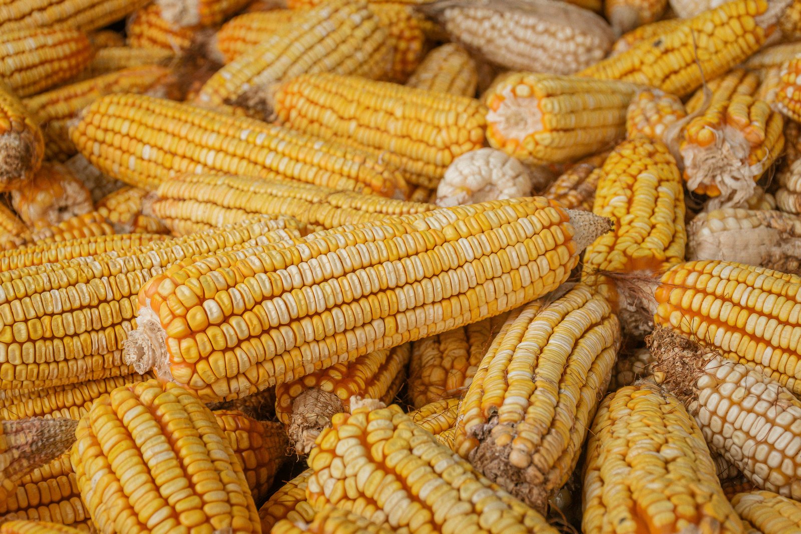 Maize