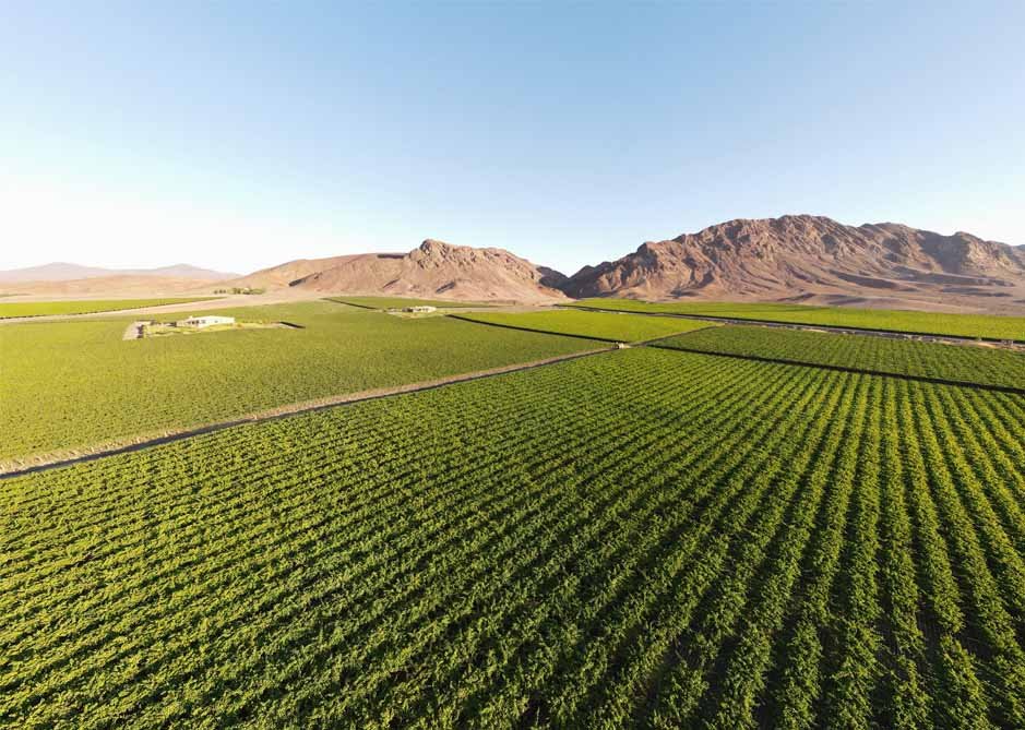 Other Indigenous Crops